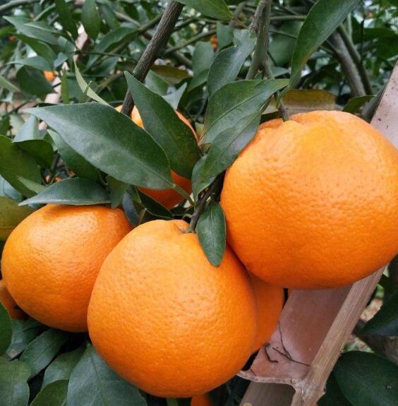 大雅柑橘